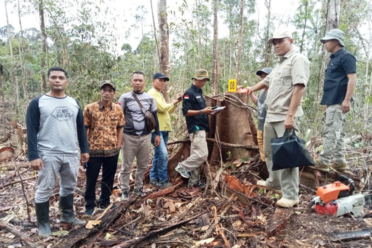 Polres bersama Polhut Pasaman Barat cek tunggul kayu diduga ilegal