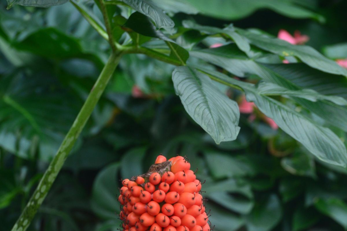 Bunga bangkai raksasa terancam punah hasilkan biji di Kebun Raya China
