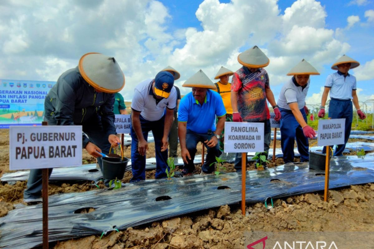Pemerintah alihkan lahan sawit bagi tanaman palawija di Kabupaten Manokwari