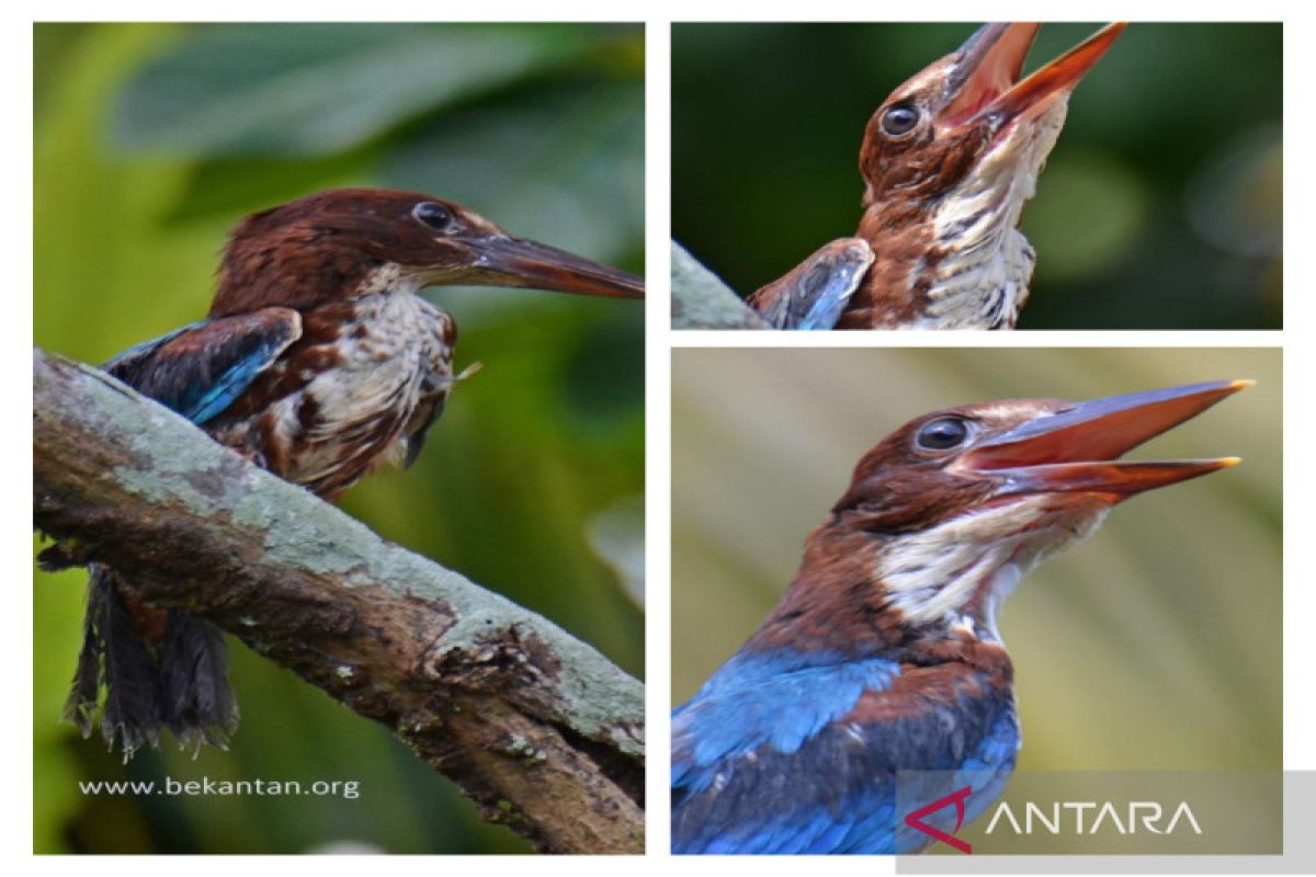 Lima spesies burung raja udang huni Pulau Curiak