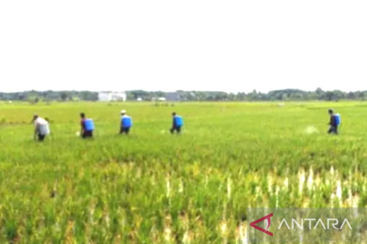 Petani Kalsel disarankan tanam bergilir padi unggul dan lokal