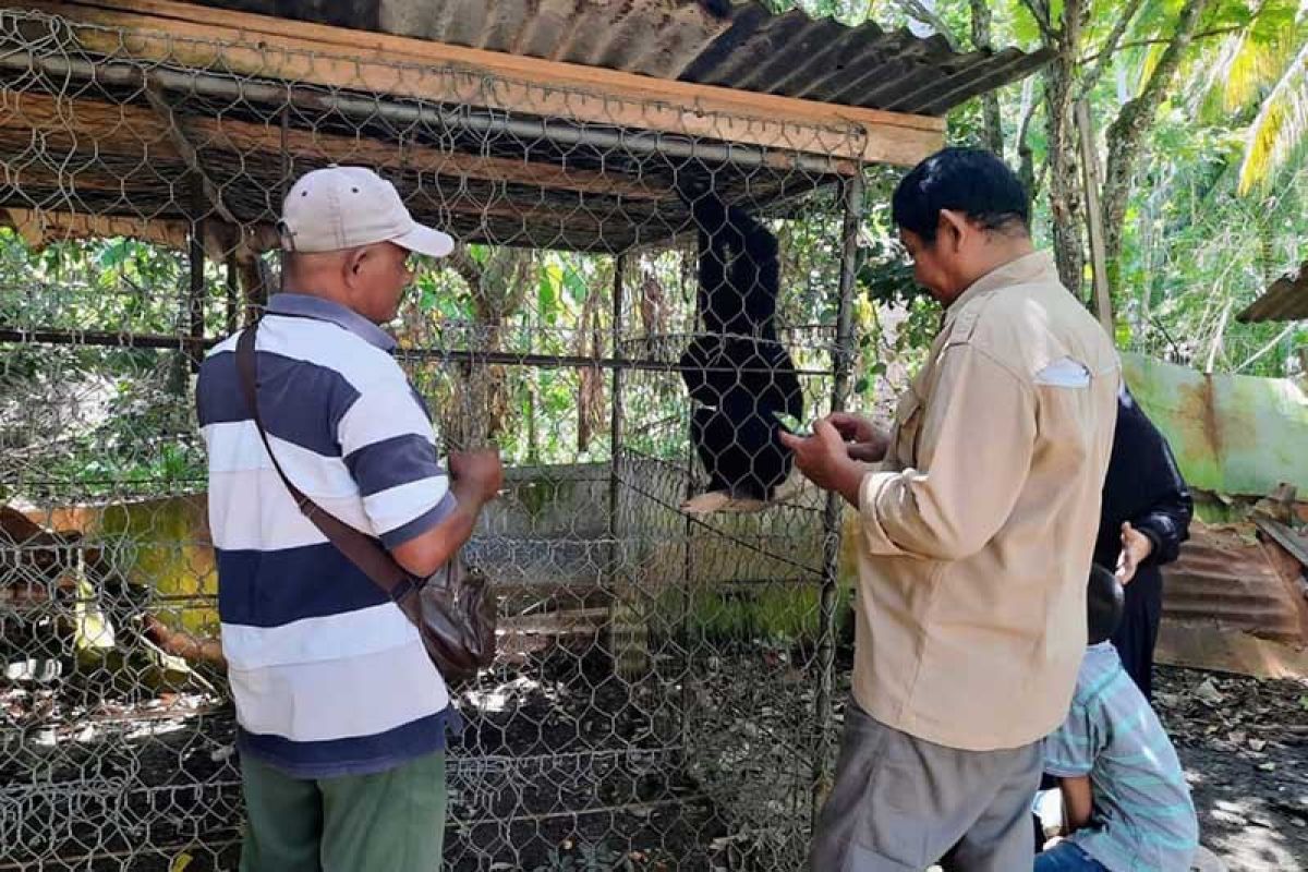 BKSDA Aceh evakuasi owa siamang yang dipelihara warga