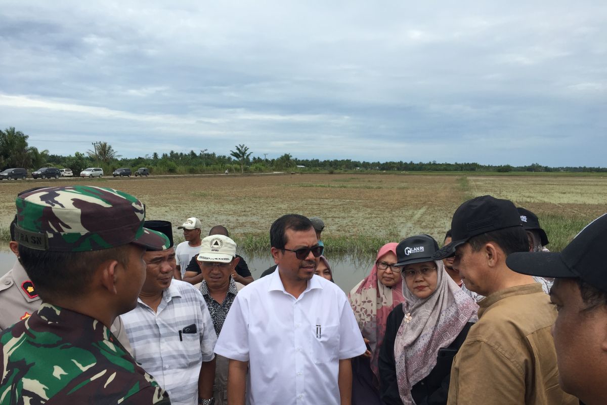 Terendam banjir,  3.611 hektare sawah puso