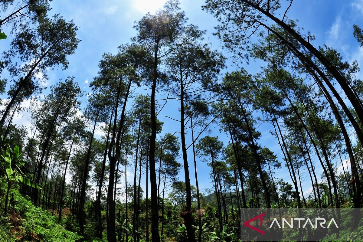 Getah pinus Perhutani meraih sertifikat ekolabel pertama Indonesia