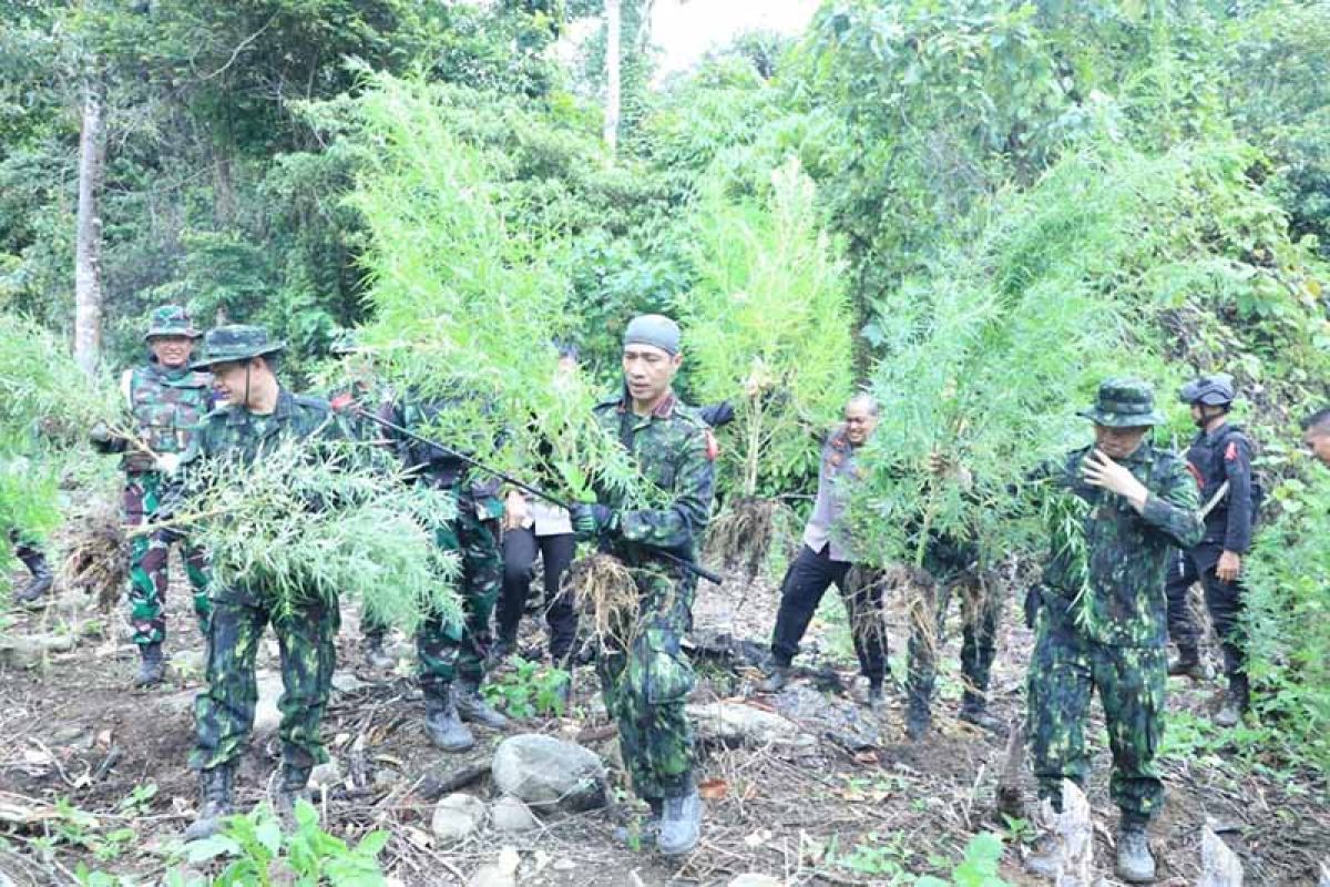 BNN musnahkan 23 ribu batang ganja di Aceh Selatan