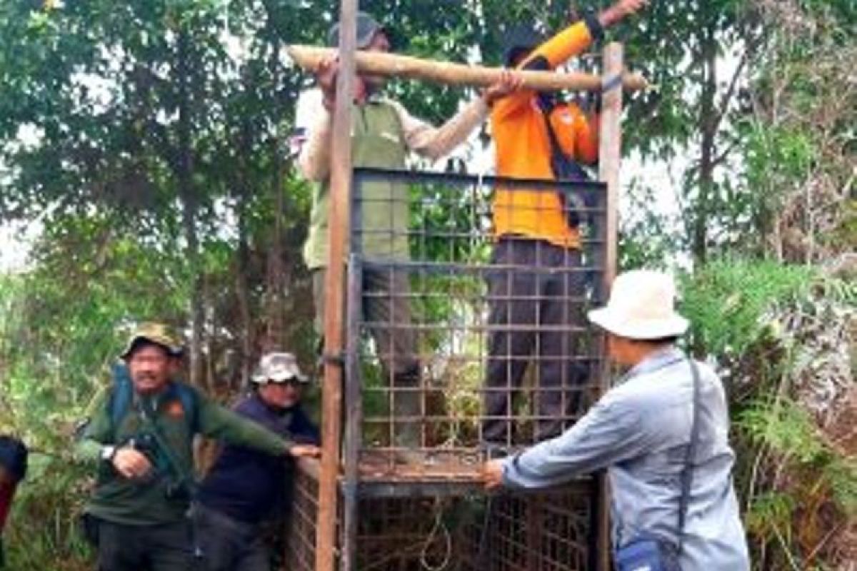 BBKSDA mitigasi harimau sumatera di Siak