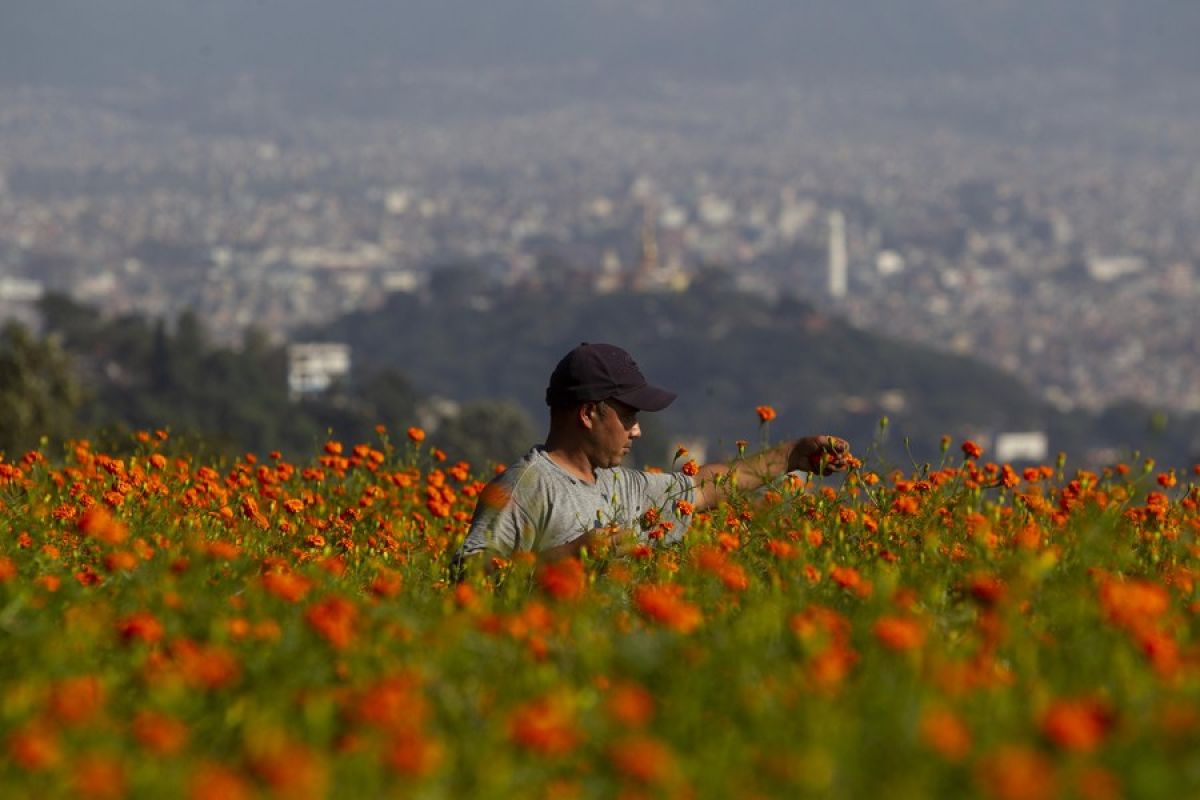 Album Asia: Menengok keindahan hamparan bunga marigold di Nepal