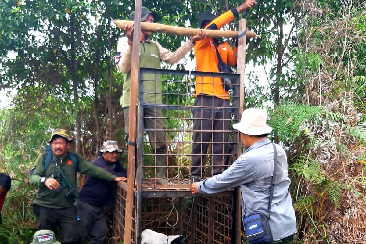 BBKSDA pasang kandang jebak harimau makan ternak warga