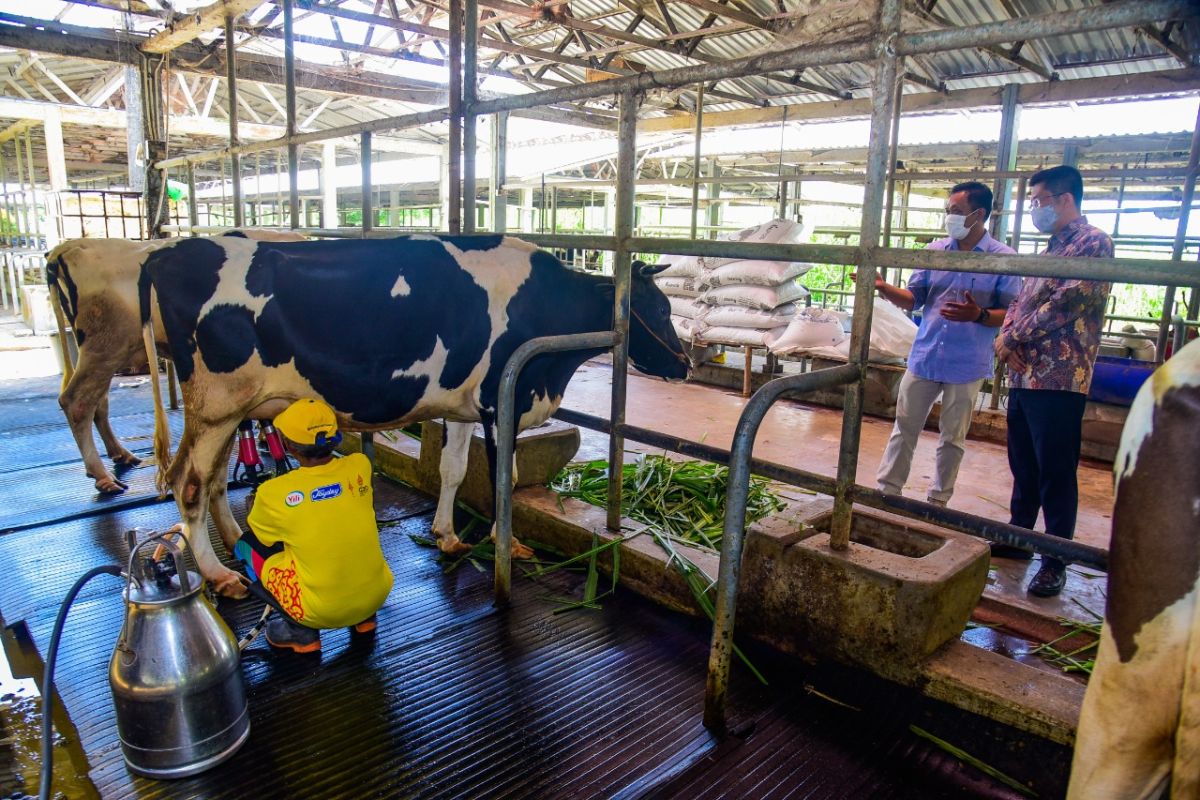 Swasta diminta bantu peternak sapi perah