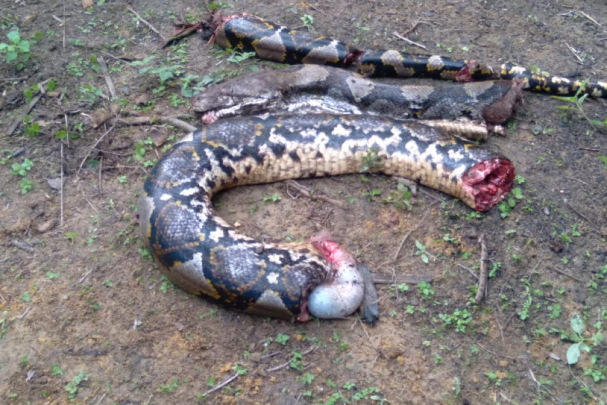 Ngeri! seorang wanita di Jambi dimakan ular piton tujuh meter