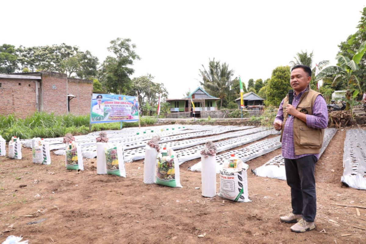 Pemkab Bantaeng bantu bibit bawang untuk tekan inflasi