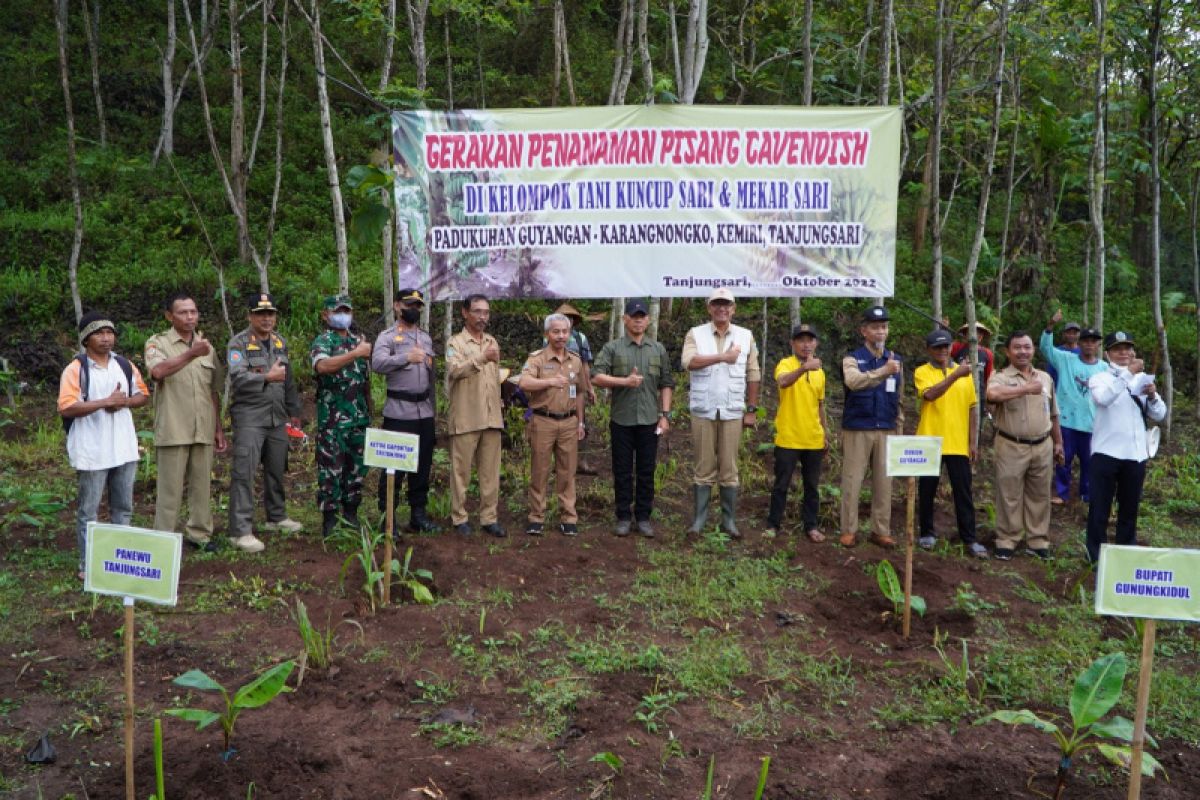 Dukung ketahanan pangan, Pemkab Gunungkidul bantu bibit pisang cavendish untuk petani