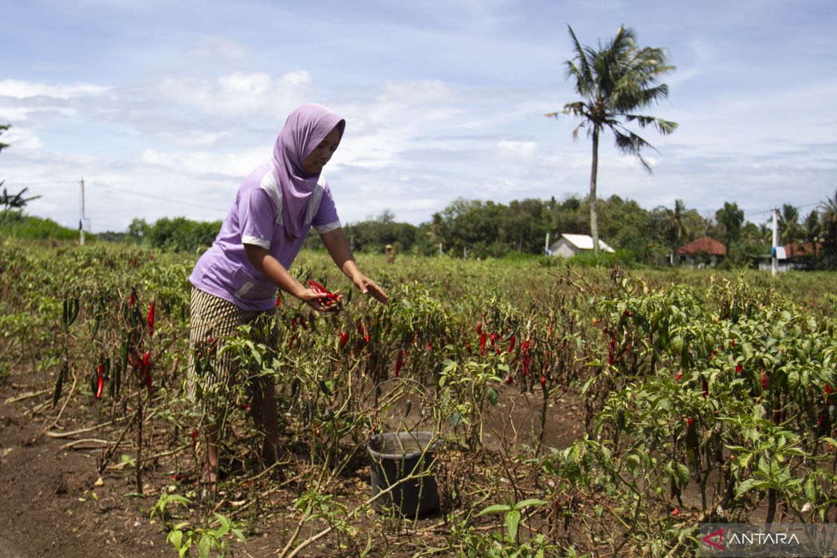 Petani sayur Yogyakarta diminta memperbanyak tanam rempah