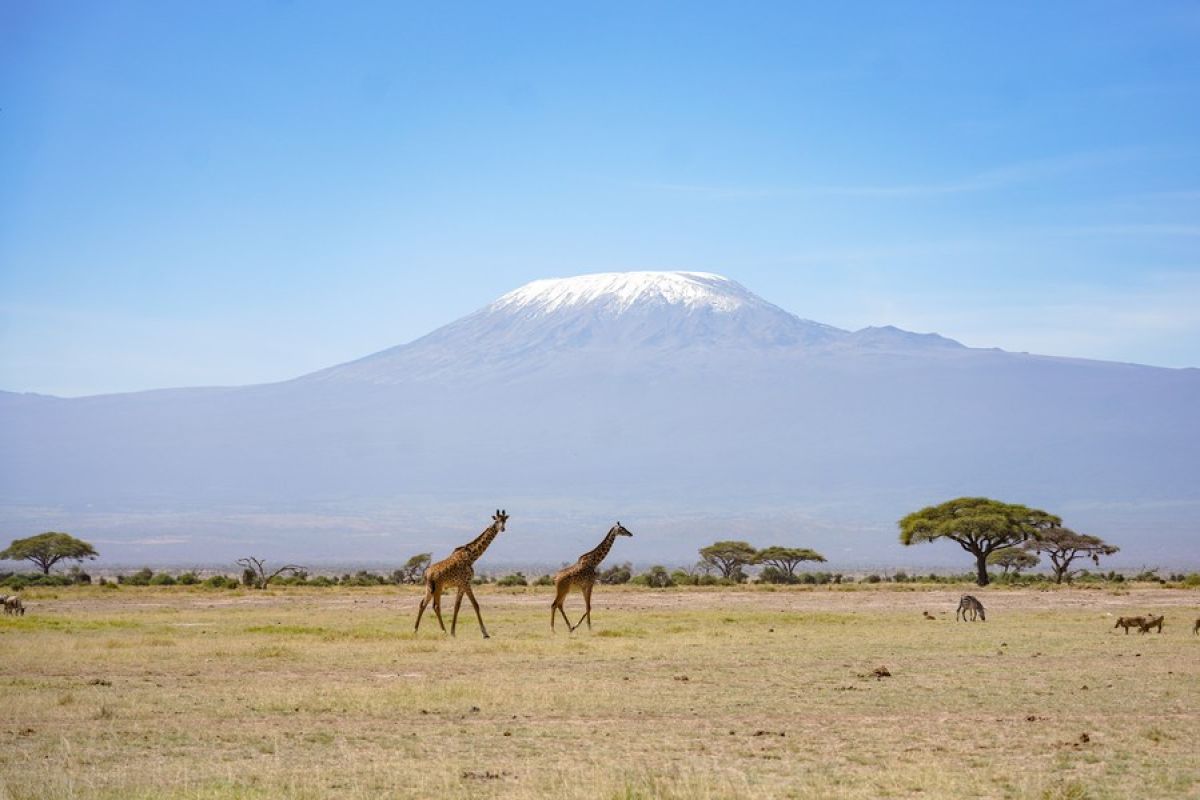Lebih dari 600 petugas berupaya padamkan api Gunung Kilimanjaro