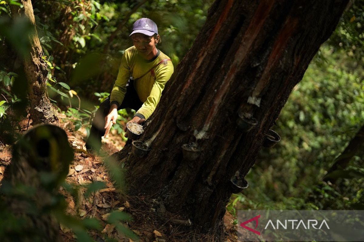 GETAH POHON PINUS DI KOLAKA TIMUR