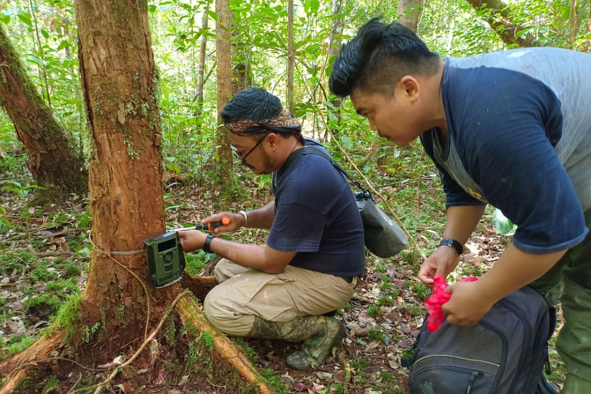 Keunikan orang utan jadi daya tarik peneliti