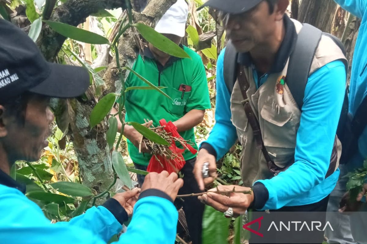 Diperpa Badung bangkitkan produksi kakao lokal