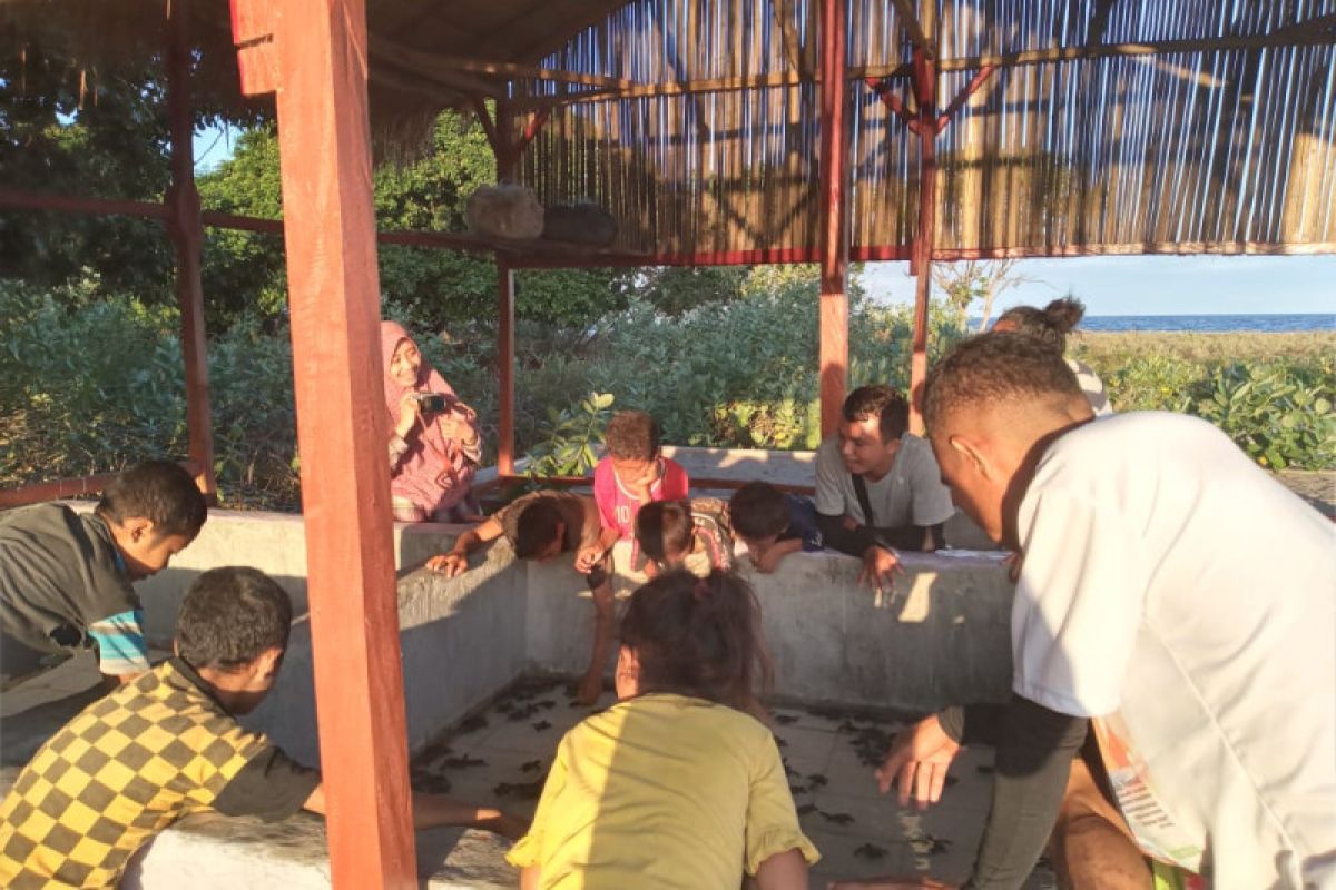 Pemuda Mabar beri edukasi pelestarian penyu pada anak-anak