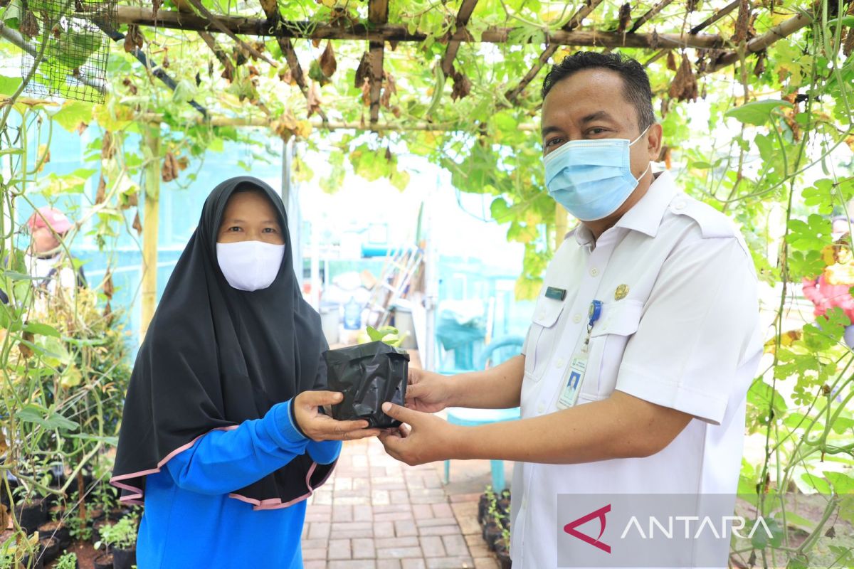 DKP Tangerang bagikan 62.000 bibit sayuran pada masyarakat