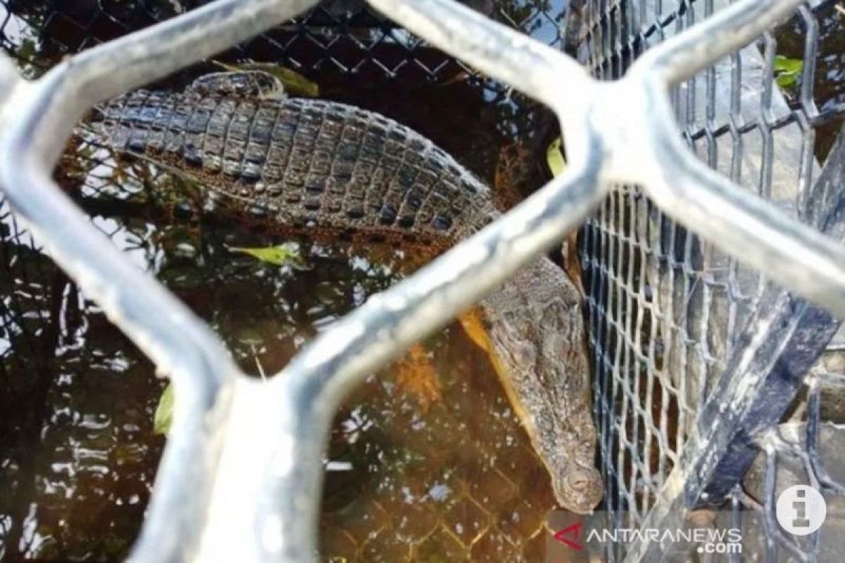 BKSDA pasang papan imbauan mencegah gangguan buaya di Aceh Barat