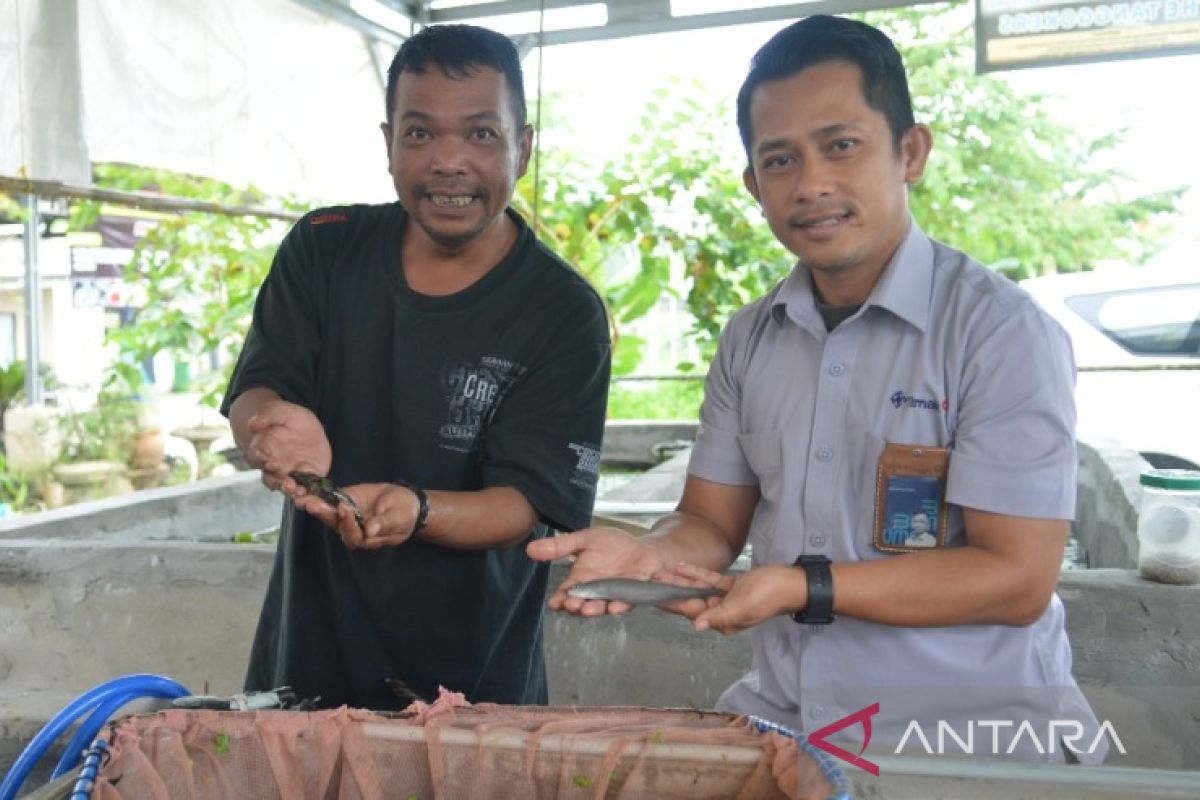 PT Timah - The Tanggokers lepas liarkan 10.000 ikan endemik Babel