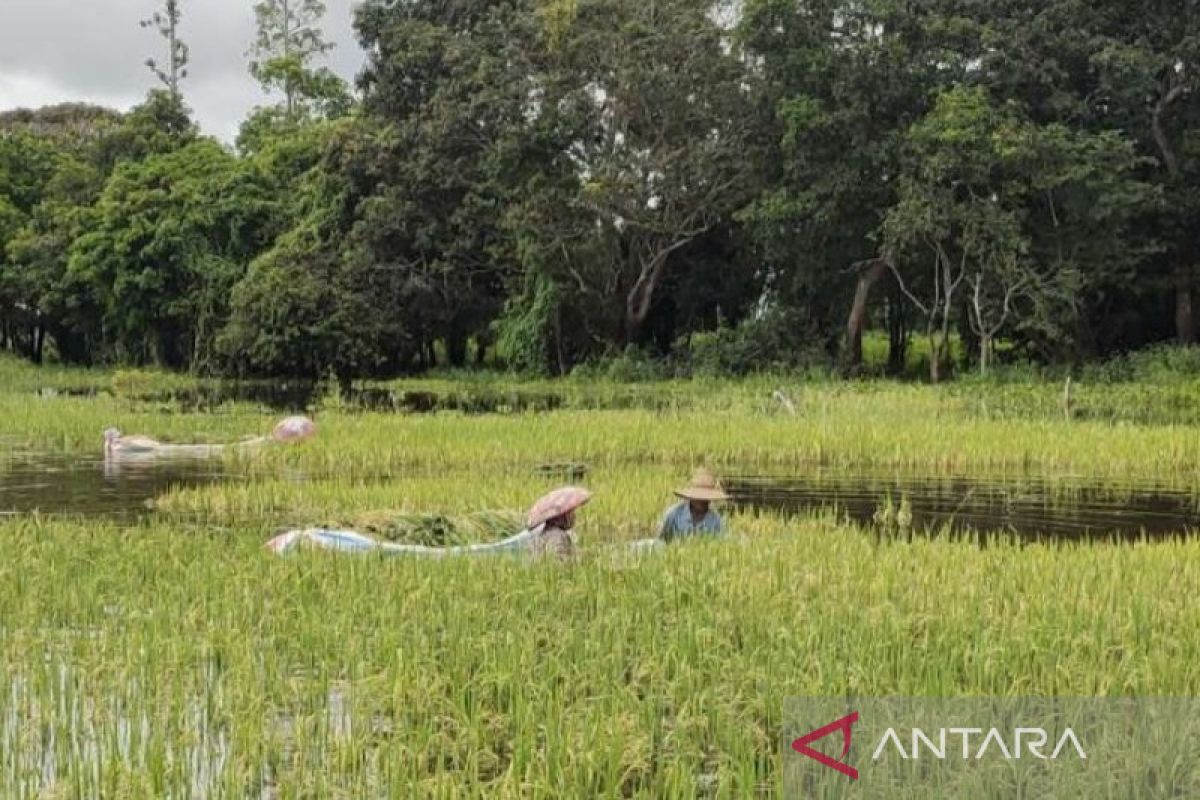 Produksi padi di HSU menurun akibat cuaca