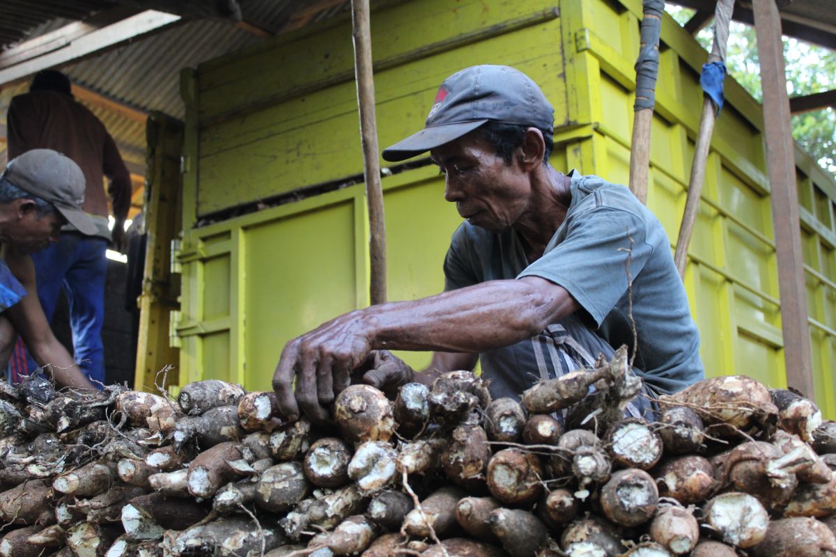 Usaha menuju terwujudnya diversifikasi pangan Indonesia