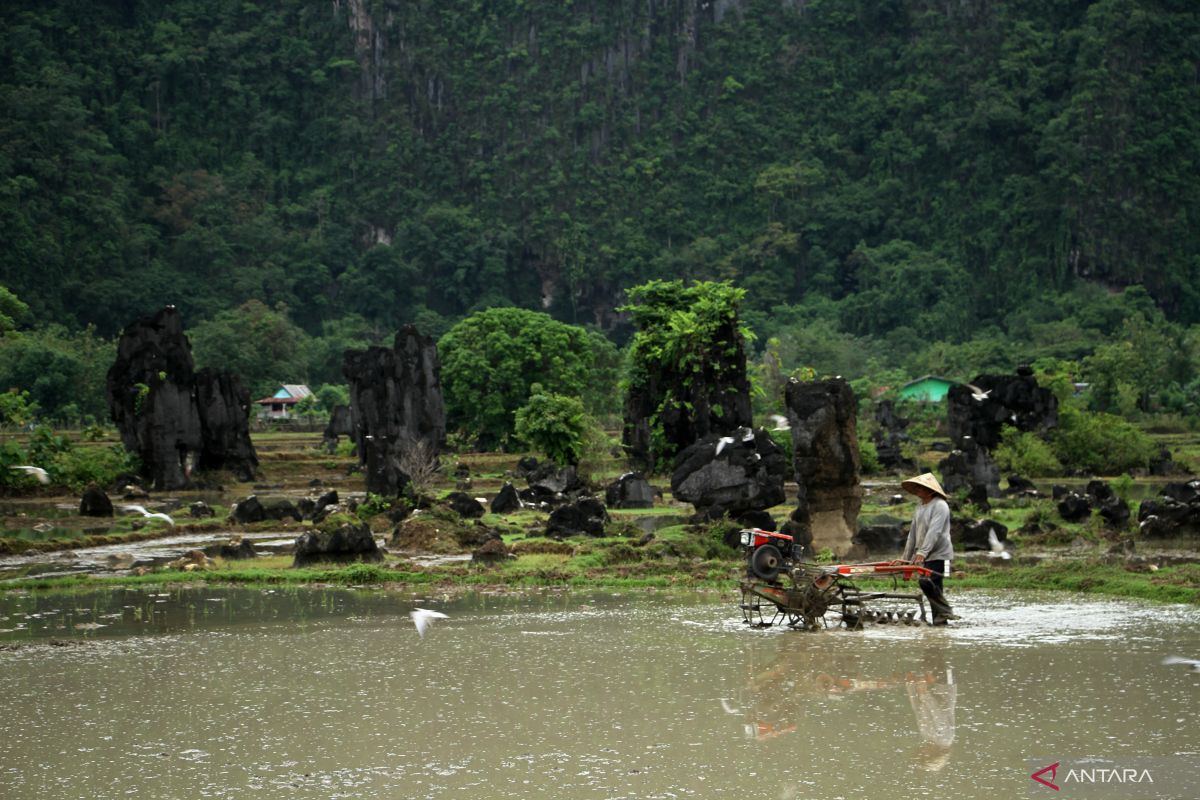 Mentan sediakan bantuan pompa untuk sawah terendam di Maros