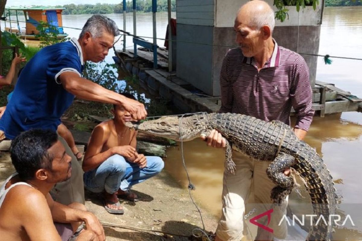 Warga Desa Sungai Baung Batanghari tangkap buaya jadi tontonan warga