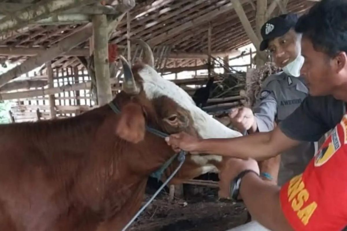 Pemkab Magetan melibatkan TNI lakukan penandaan pada ternak sapi