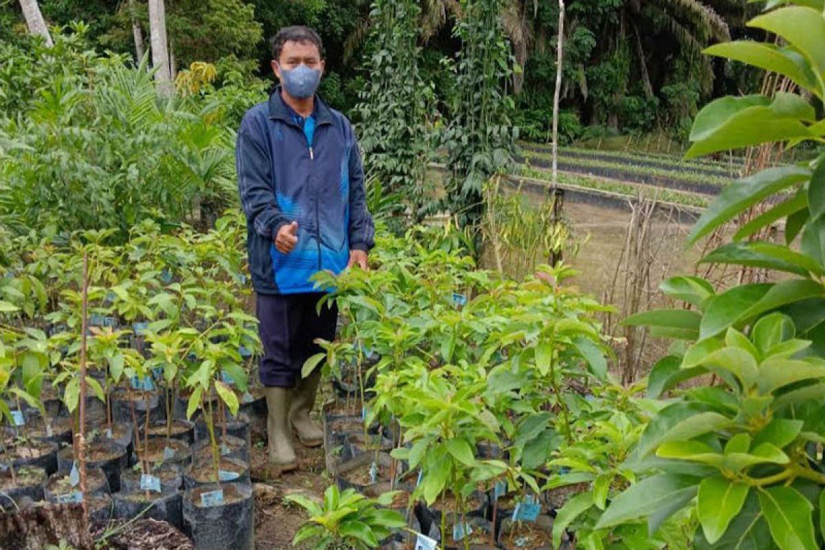 Optimalkan pertanian Alpukat, Pemkab Kobar siapkan lahan seluas 10 hektare