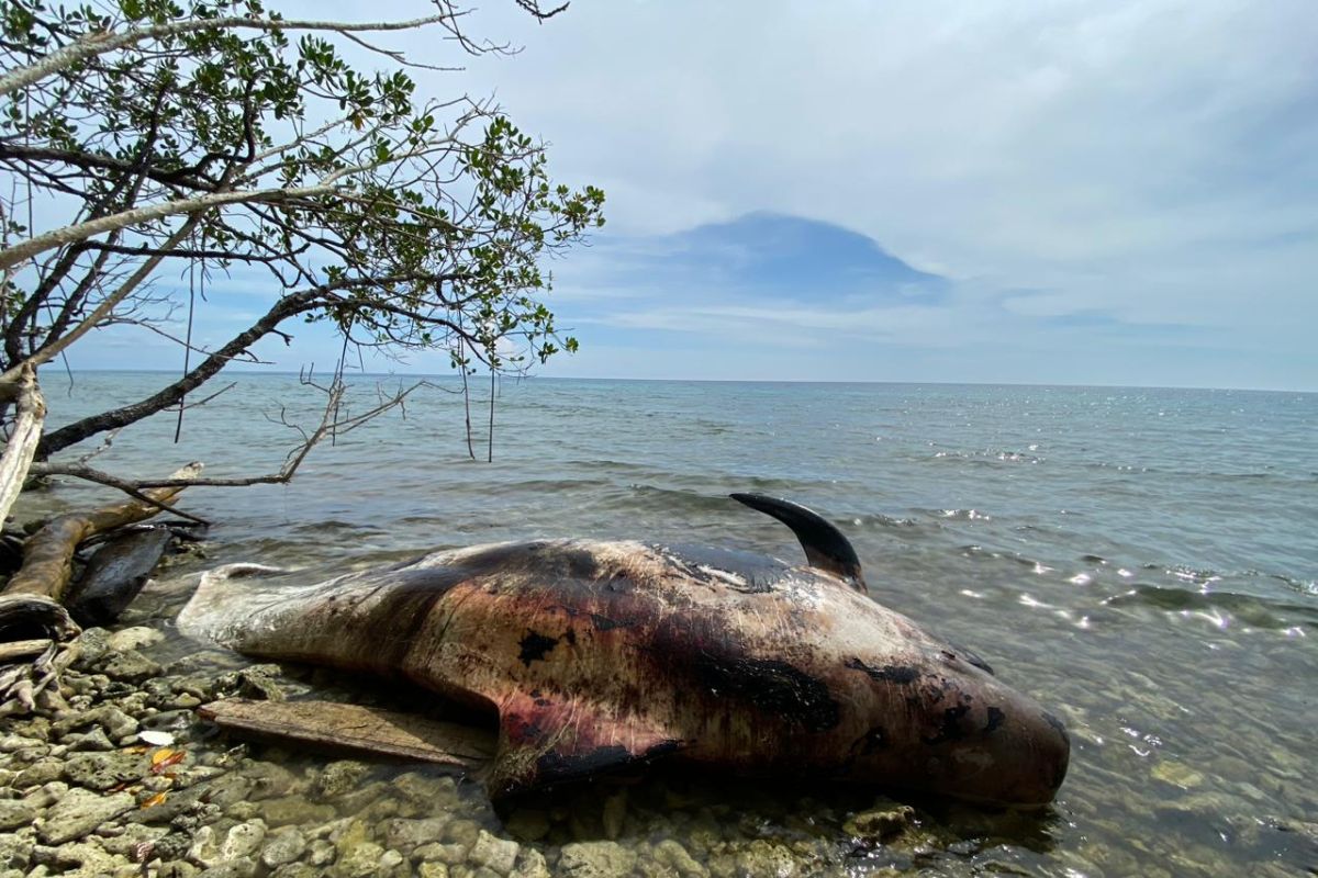 Loka PSPL: Paus mati di perairan Raja Ampat jenis 