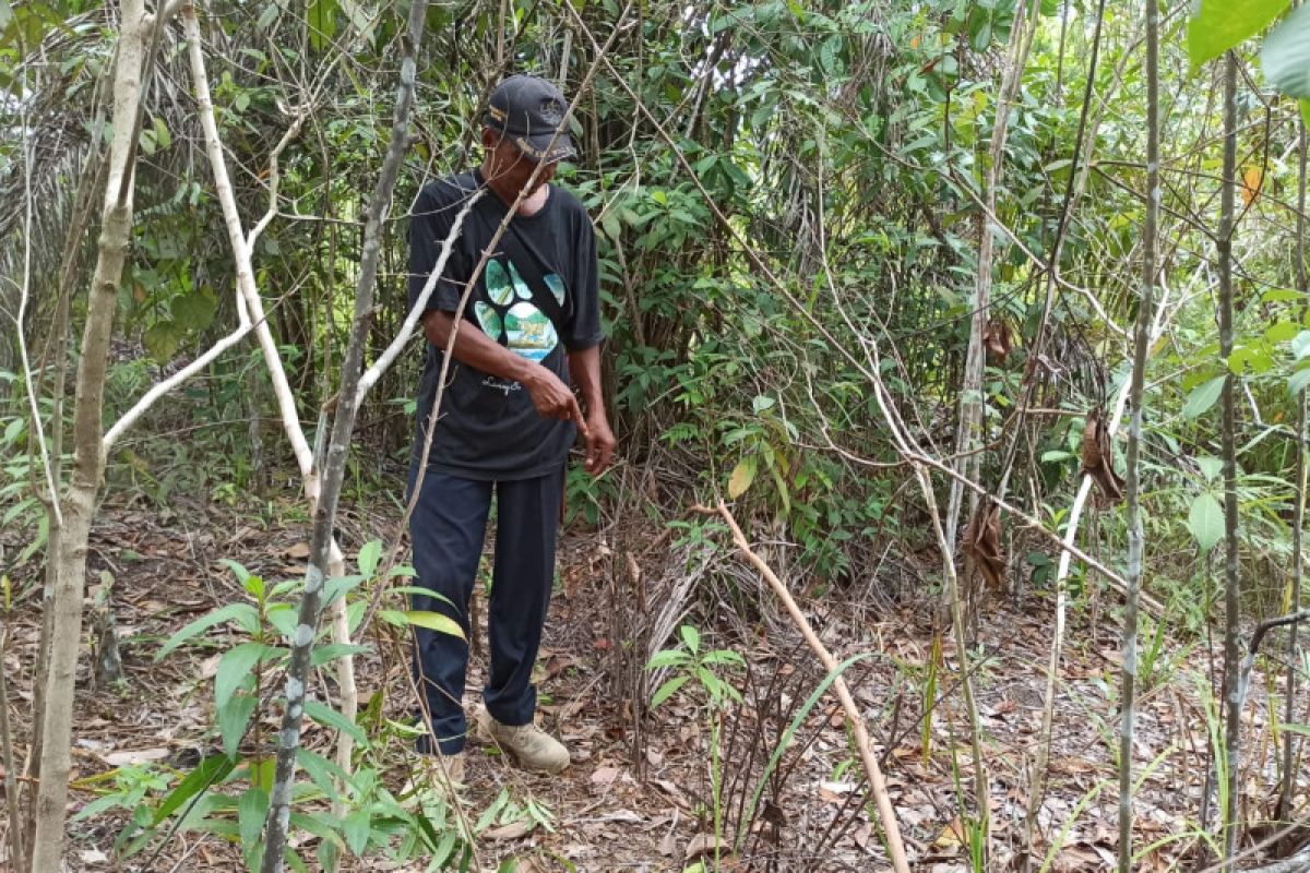 Tim gabungan gelar operasi sapu jerat satwa di Siak