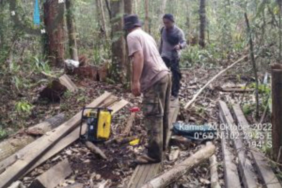BBKSDA Riau menangkap pelaku perambahan hutan SM Kerumutan