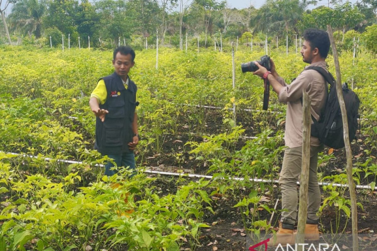 Solusi cegah Karhutla, manfaatkan lahan gambut dengan hortikultura