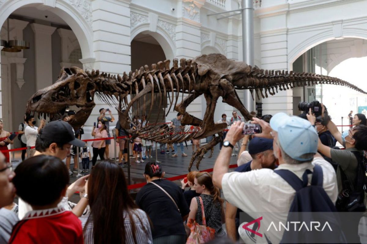 Kerangka T-Rex dipamerkan di Singapura sebelum dilelang