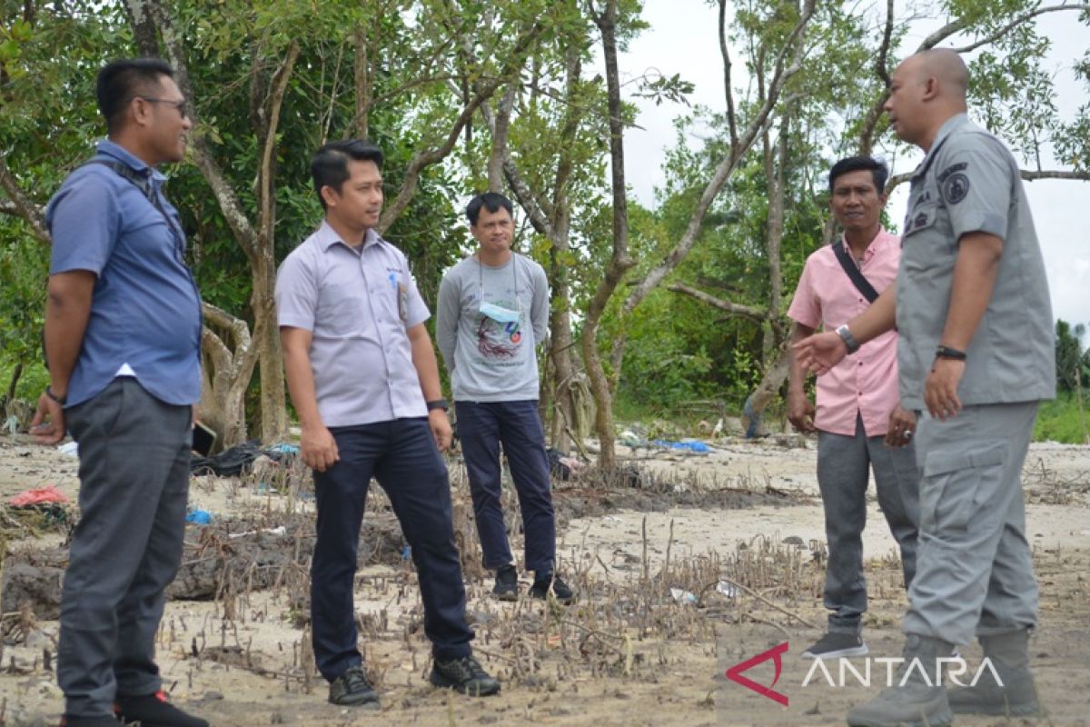 PT Timah Tbk akan tanam 3.000 mangrove di Pantai Batu Belubang