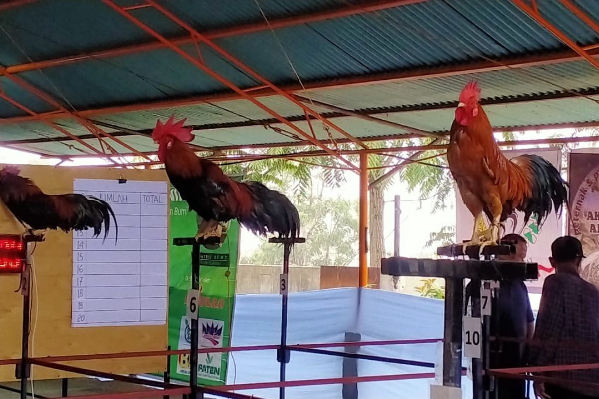 Ratusan peserta ikuti Lomba Ayam Berkokok Balenggek di Agam