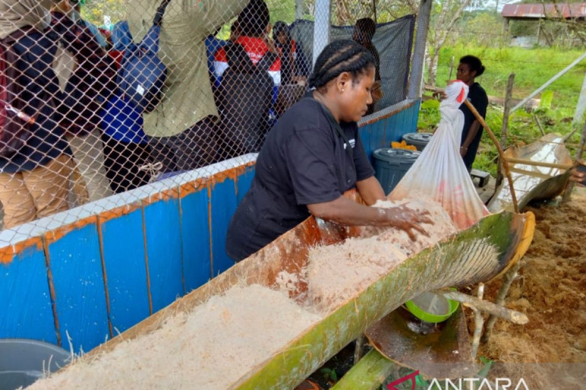 Mengolah sagu di Sorong, memperkuat ketahanan pangan nasional