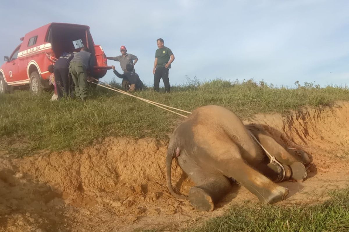 Anak gajah di Pusat Latihan Gajah Way Kambas mati