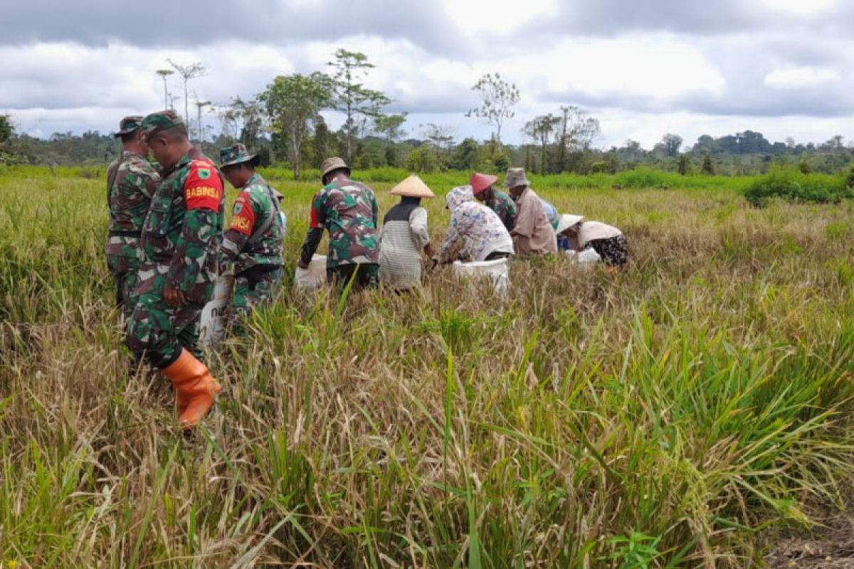 Prajurit TNI bantu masyarakat Kabupaten Sorong panen padi
