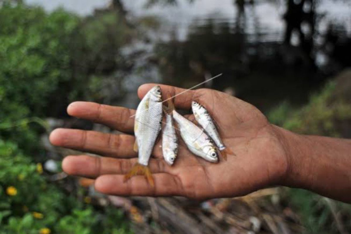 Bantul menyiapkan regulasi terkait sanksi penangkap ikan dengan setrum