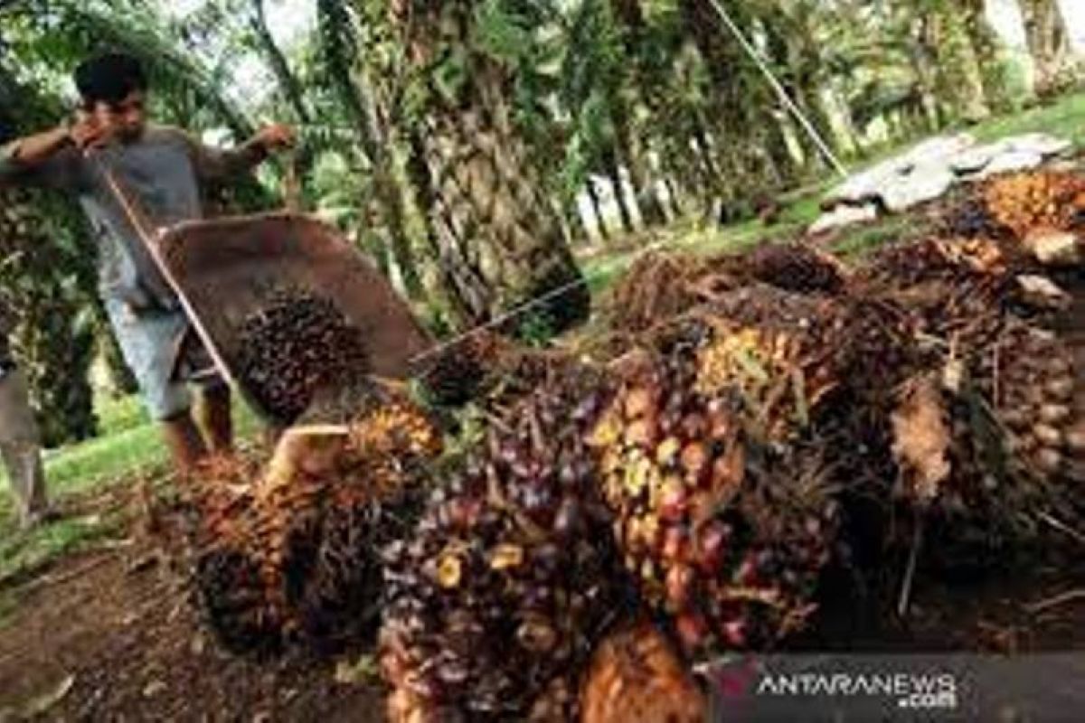 Harga sawit di Riau naik Rp131,30 per kg