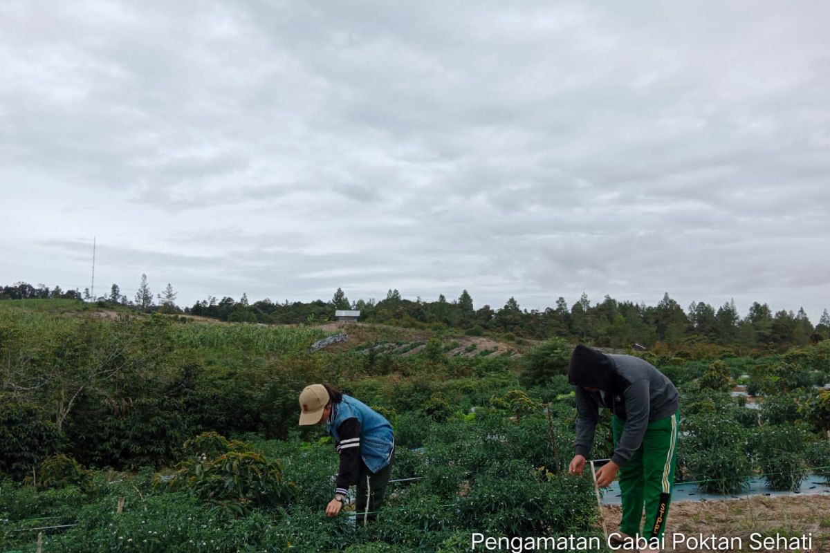 Alumni Polbangtan Kementan atasi penyakit cabai merah di Food Estate Humbahas