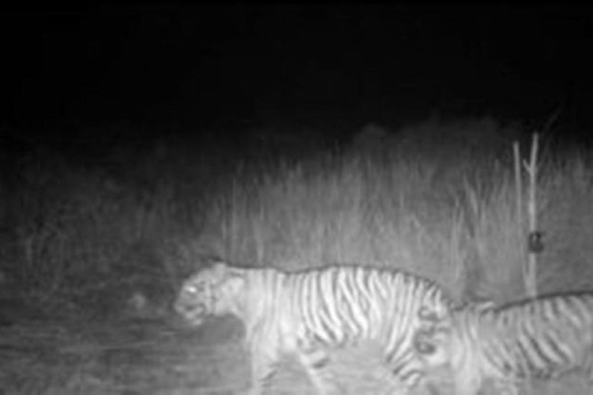 Kamera perangkap BBKSDA Riau rekam dua harimau