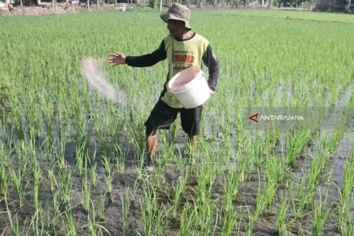 Petani Ngawi usulkan 107.442 ton alokasi pupuk subsidi tahun 2023