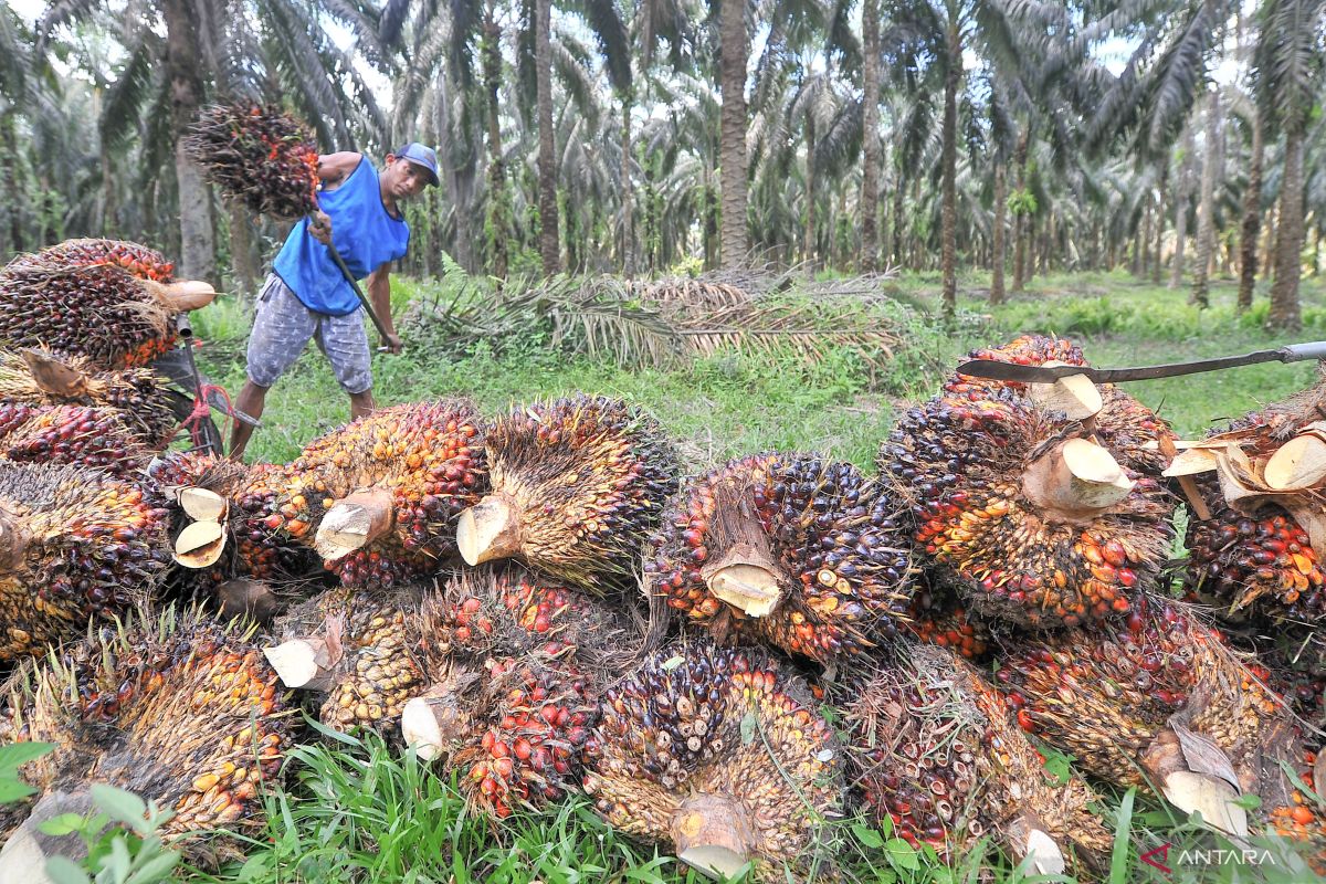 Asia, Middle East alternative markets for palm oil export: Economist