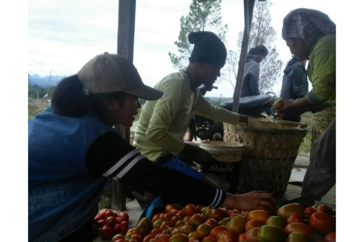 Dukung keberhasilan Food Estate, Kementan kawal petani tomat