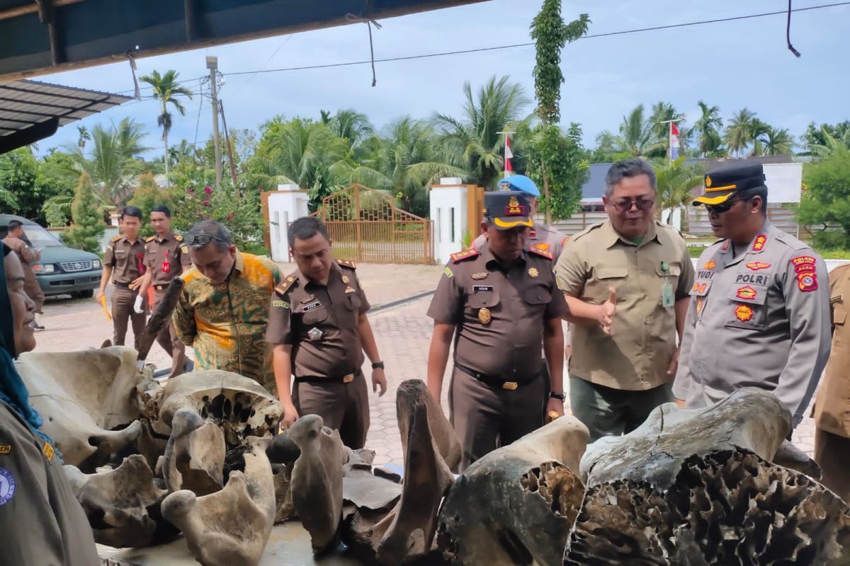 Kejari Aceh Jaya musnahkan barang bukti Kejahatan