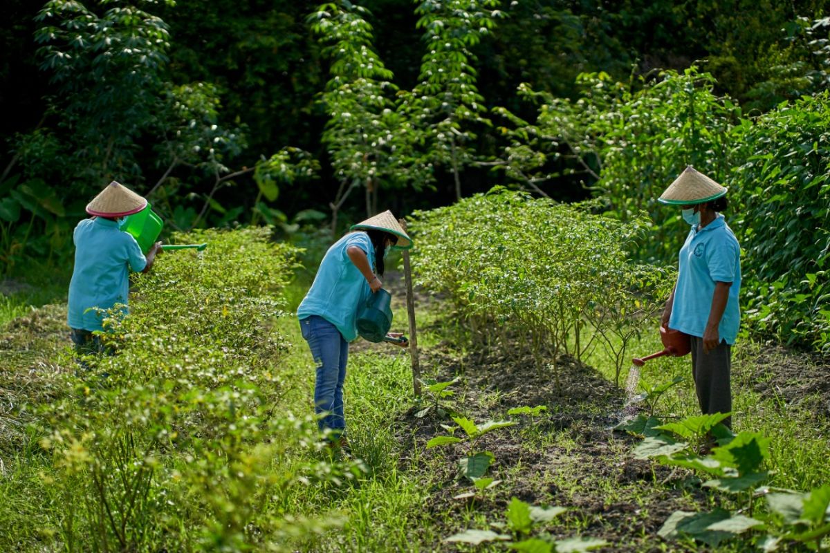 Sinar Mas Agribusiness and Food - TaniFoundation jalin kerja sama tingkatkan literasi pertanian 80 kelompok tani di Indonesia